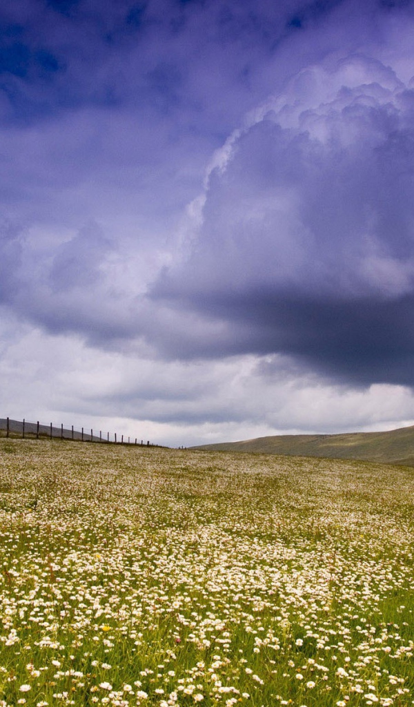 Облака над полем из ромашек