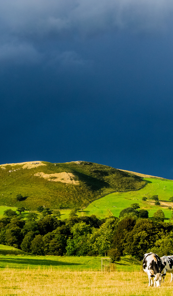 Коровы в поле