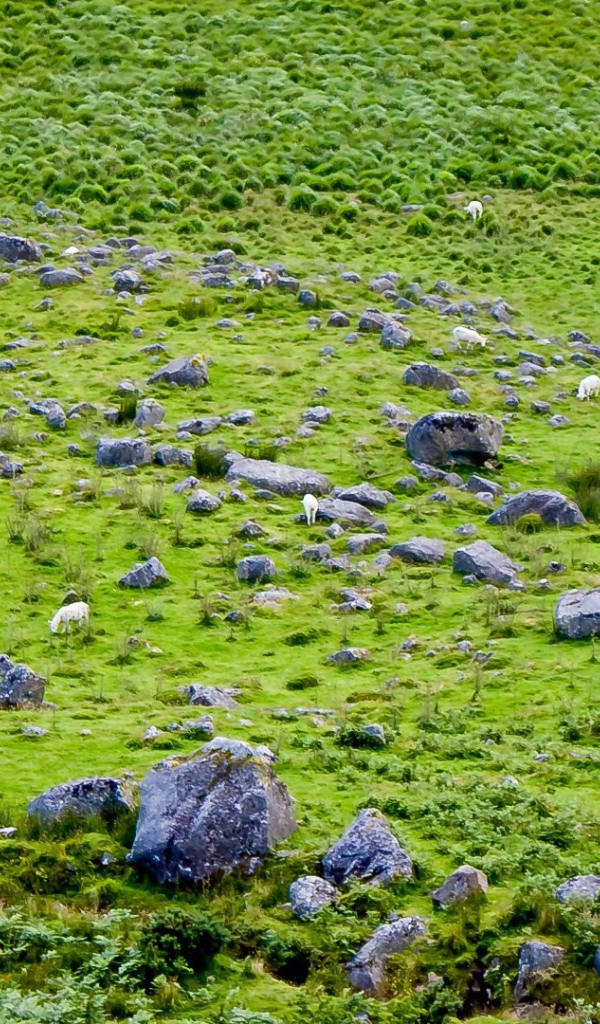 Английская природа