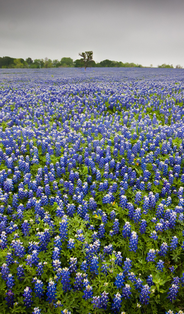 Поле люпина