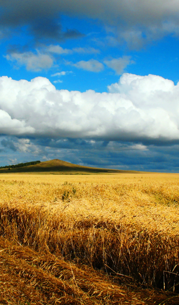 Поле созревшей пшеницы