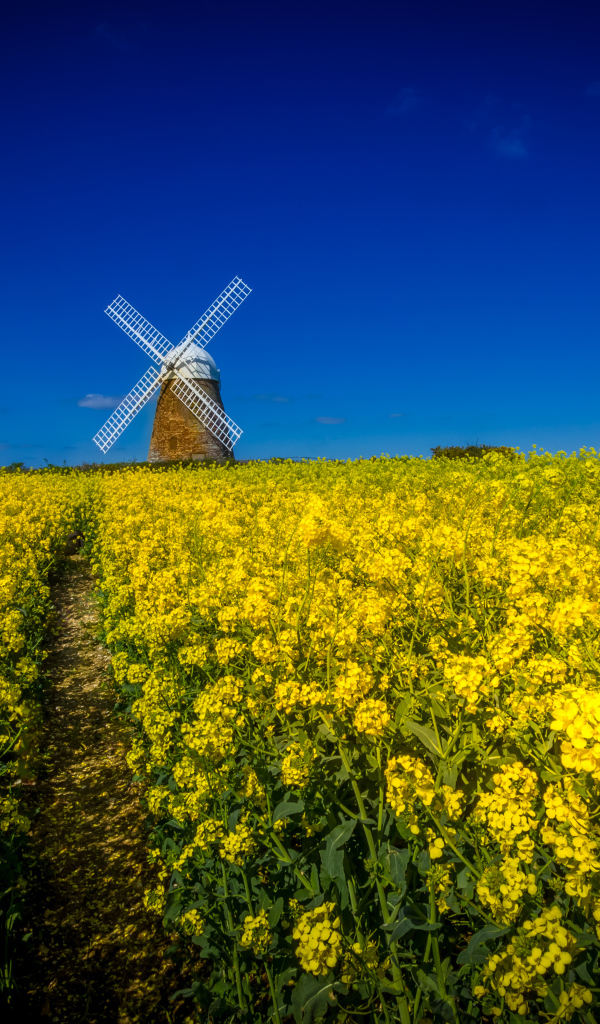 Поле желтых цветов