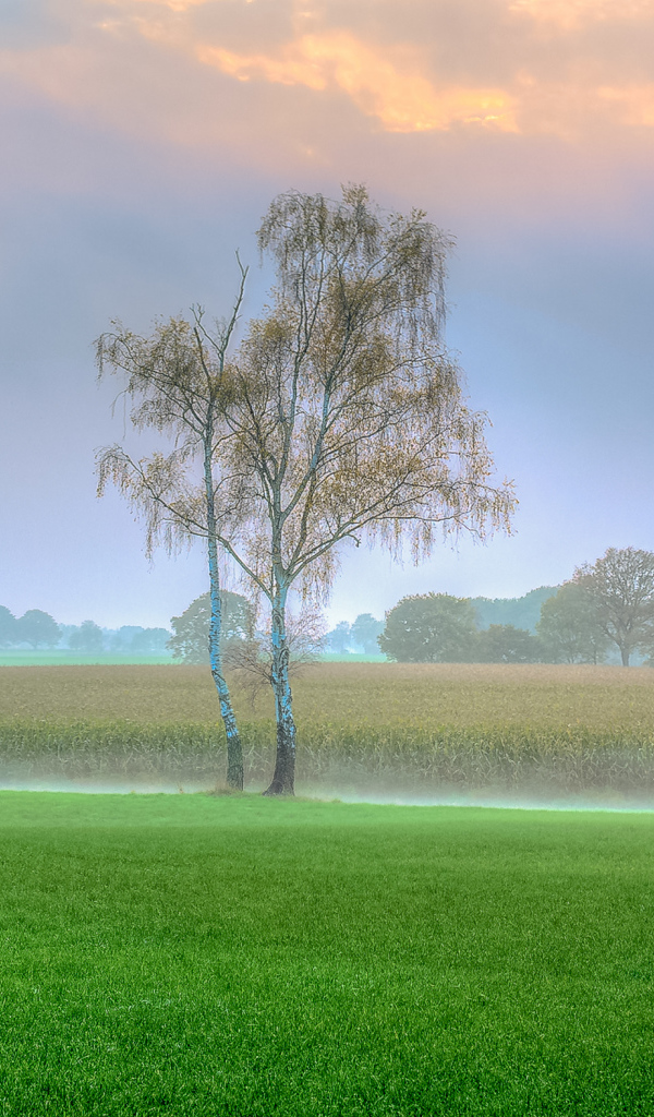 Туман над полем