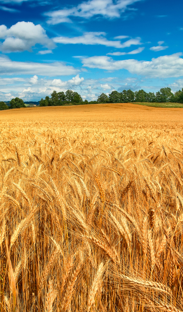 Золотое пшеничное поле