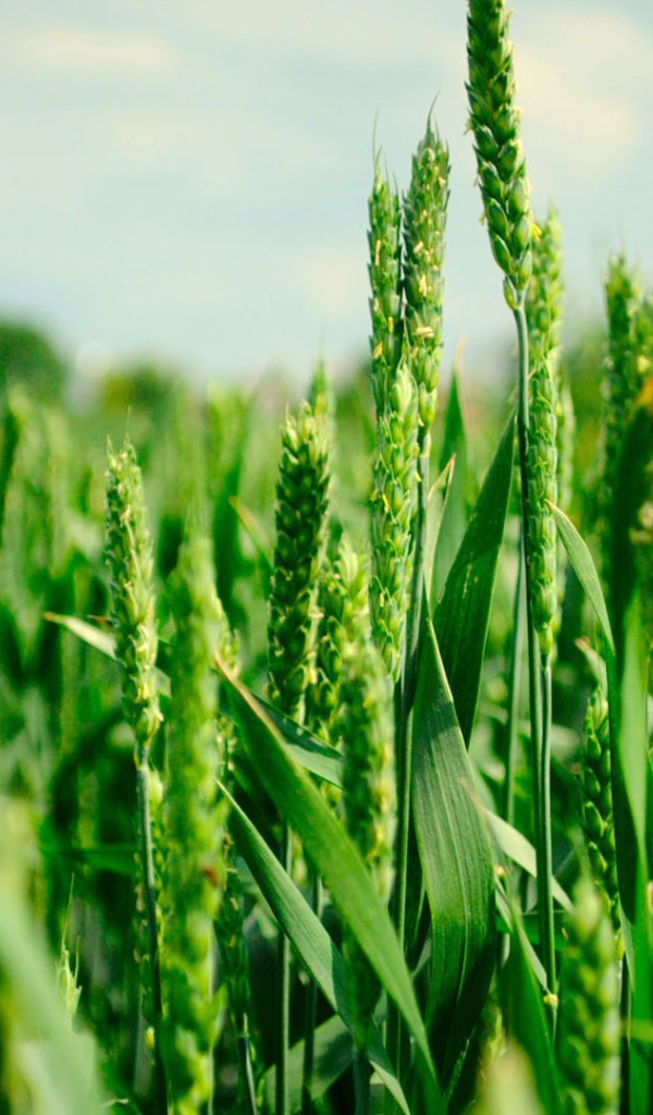Зеленые колоски пшеницы