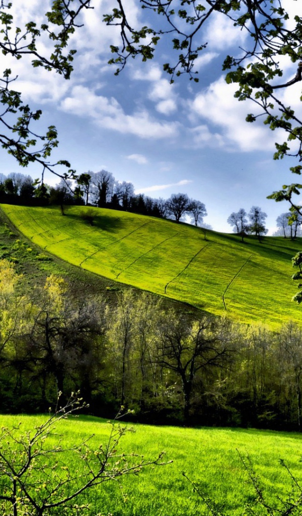 Зеленые весенние луга