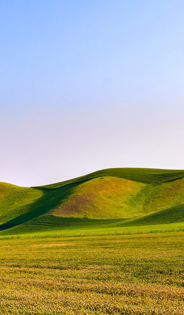 Зелёные волнистые поля