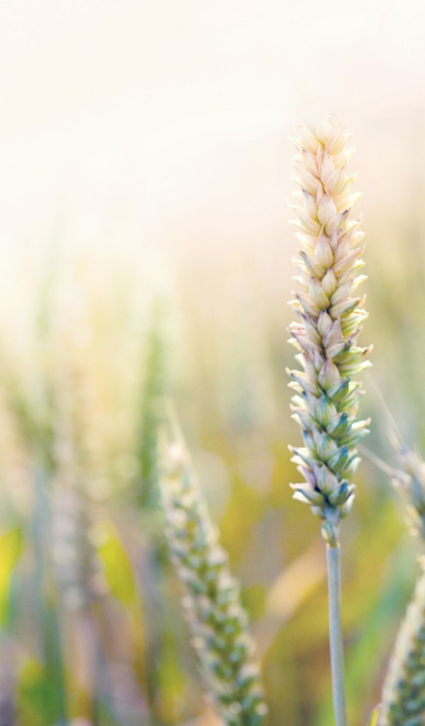 Незрелая пшеница