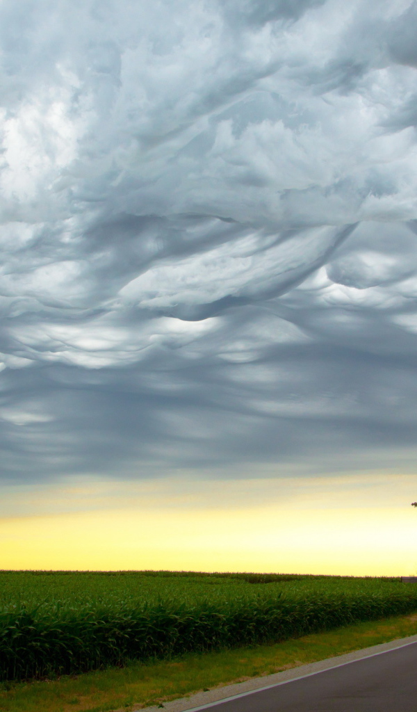 Одинокое дерево около дороги