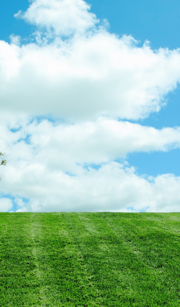 Одинокое дерево на поле