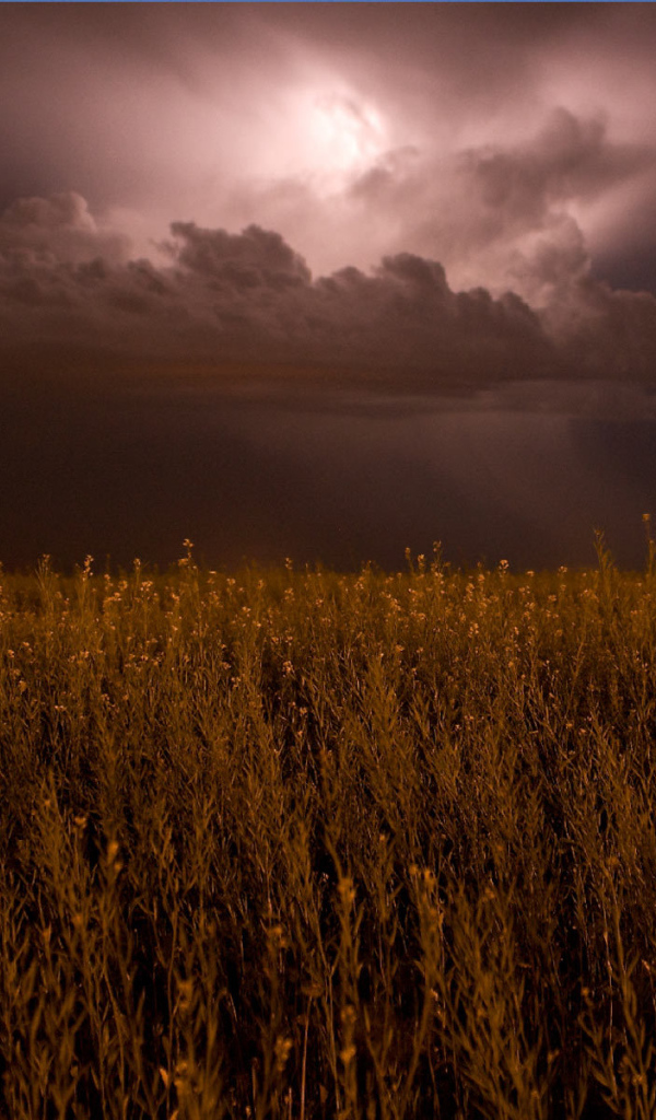 На поле надвигается гроза