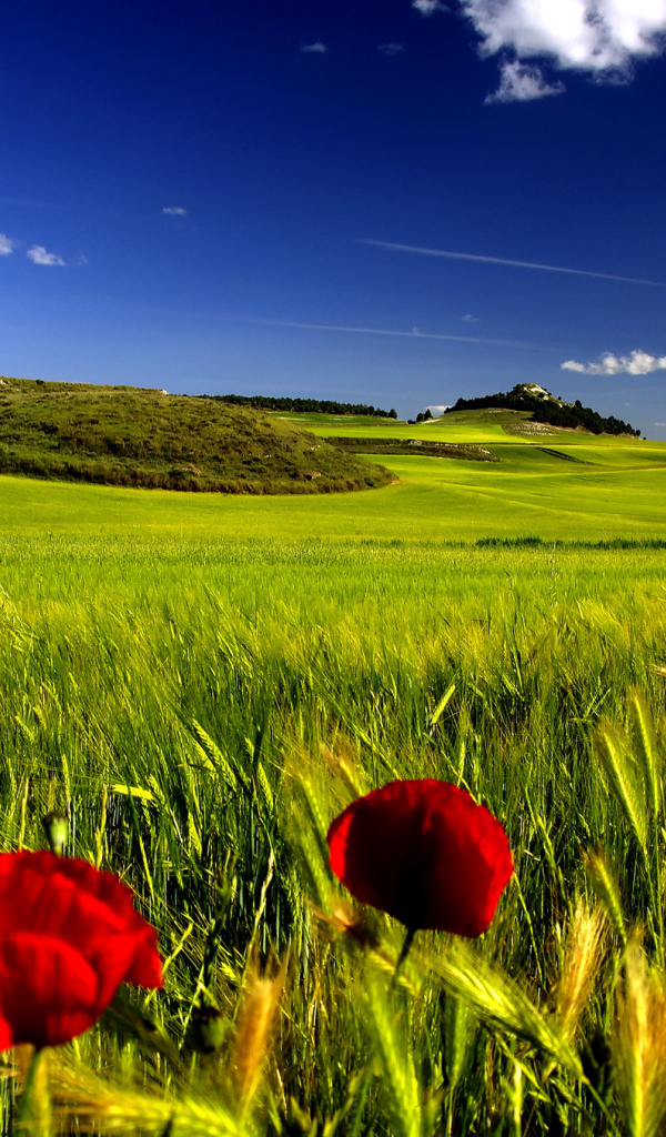 Мак на поле пшеницы