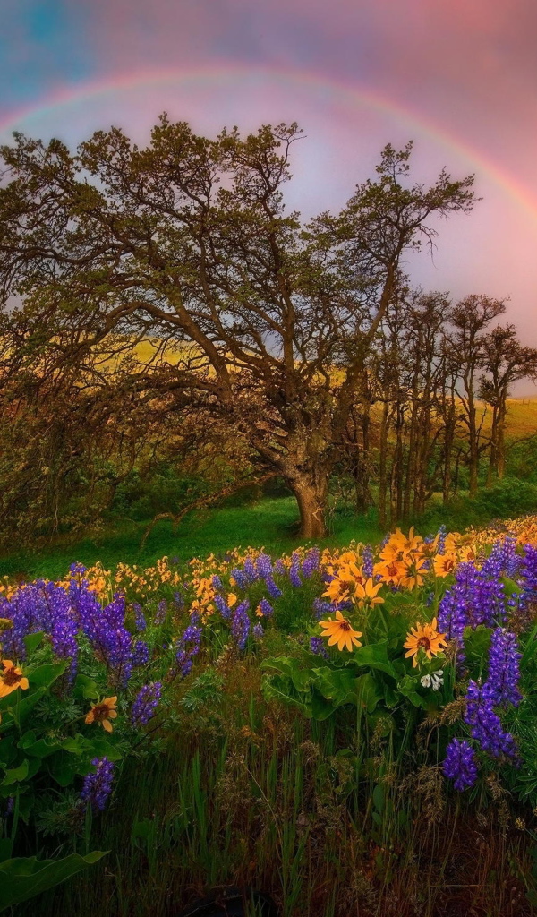 Радуга над полем