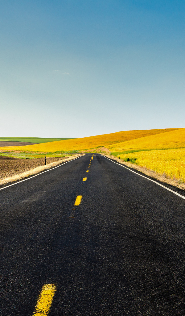 Дорога и жёлтые поля