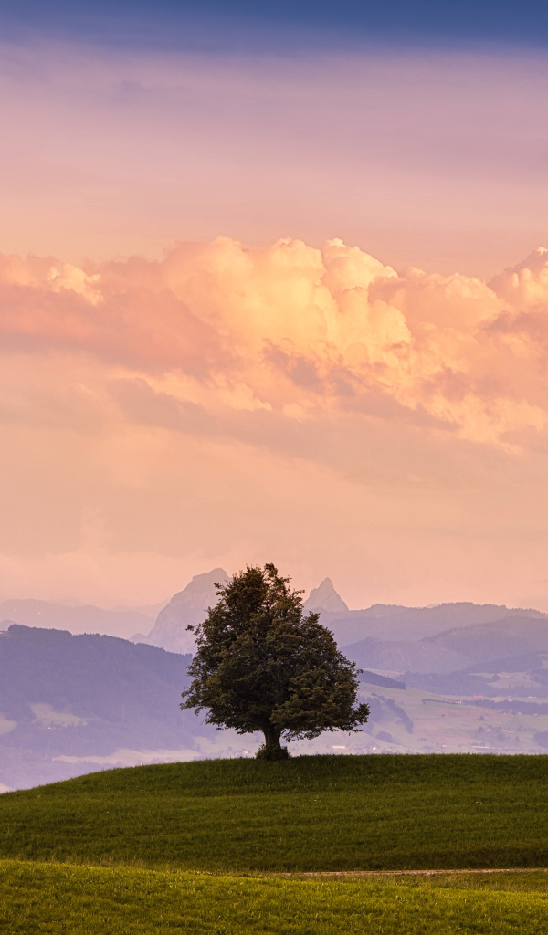 Одинокое дерево на холме