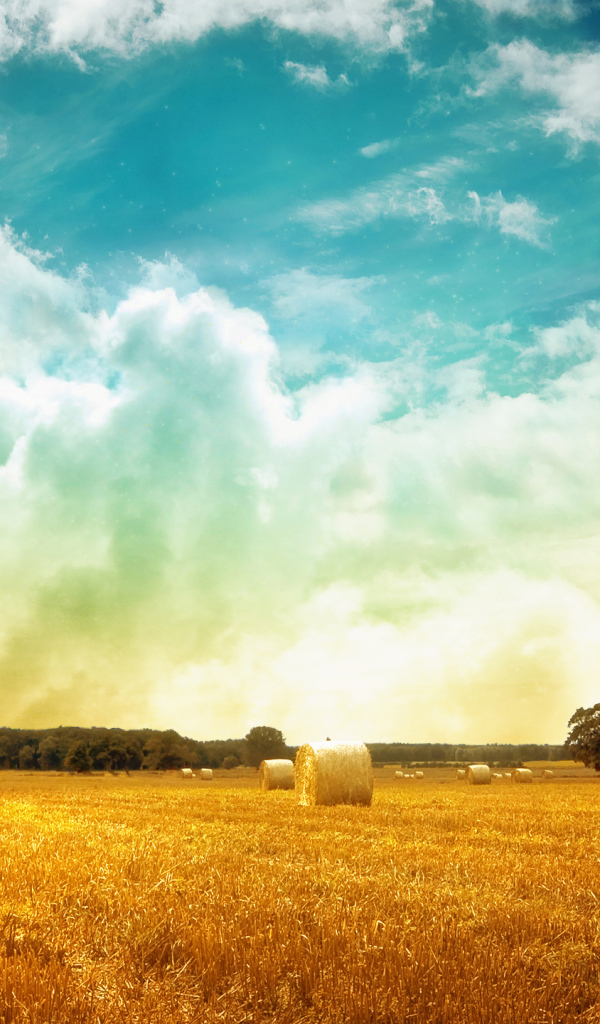 Скошенное поле