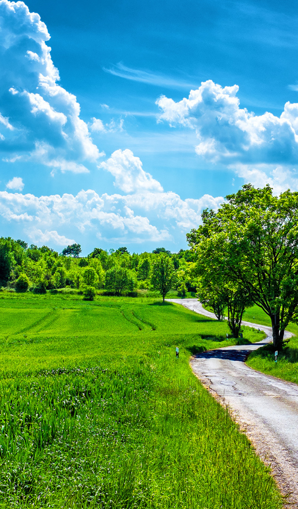 Летний день в поле