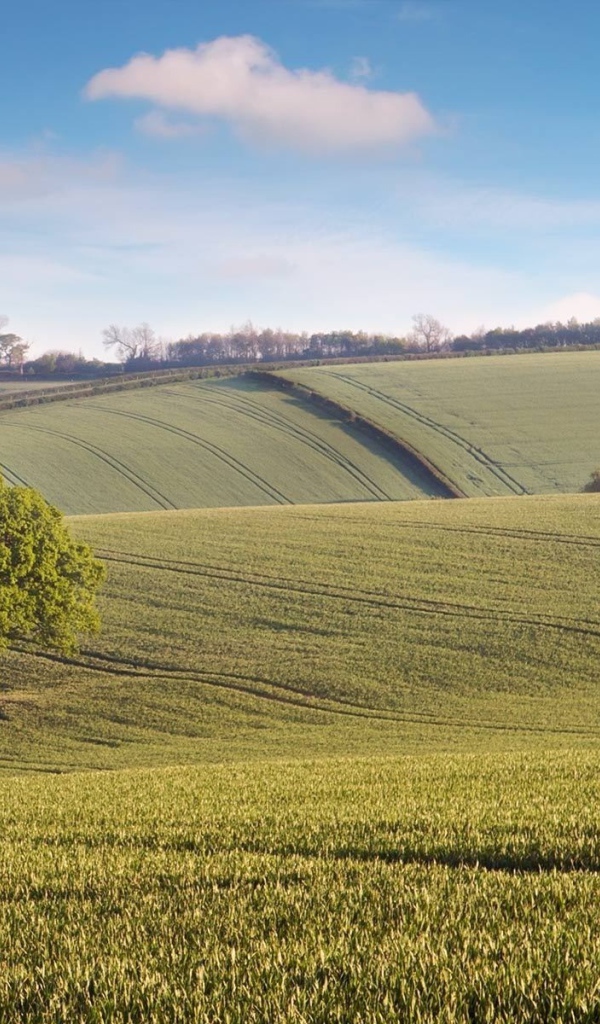 Бескрайние зеленые поля