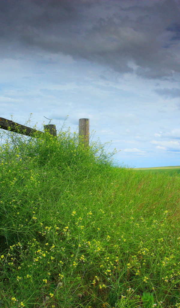 Трава у деревянного забора