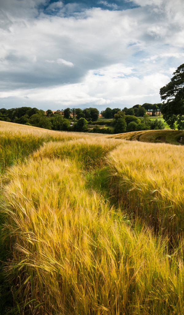 След от автомобиля