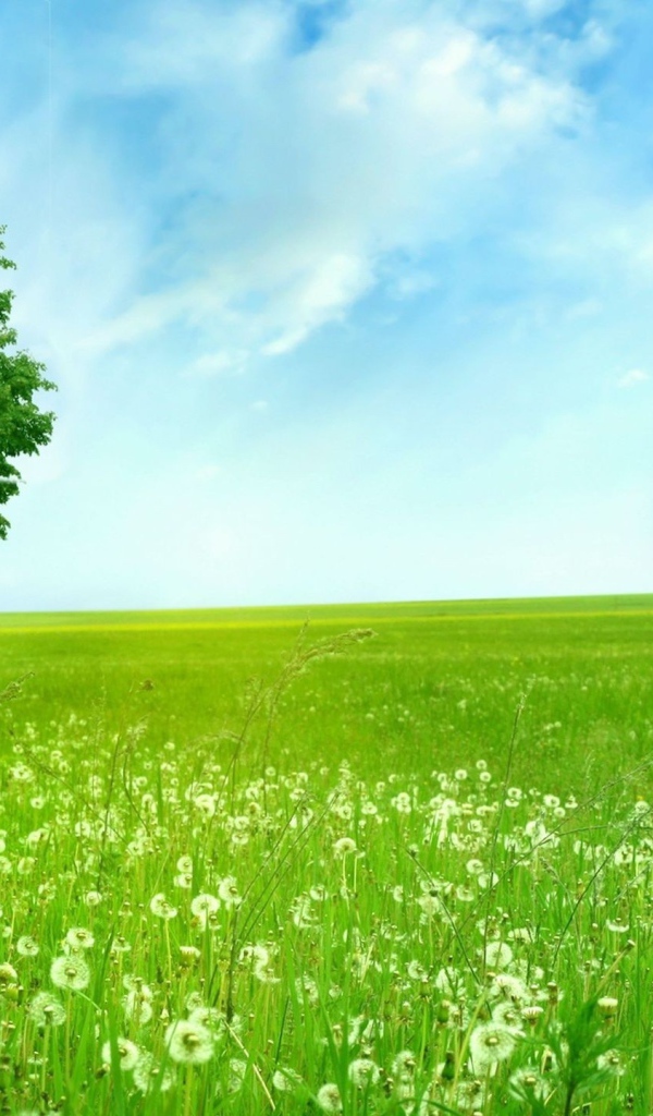 Дерево на поле одуванчиков