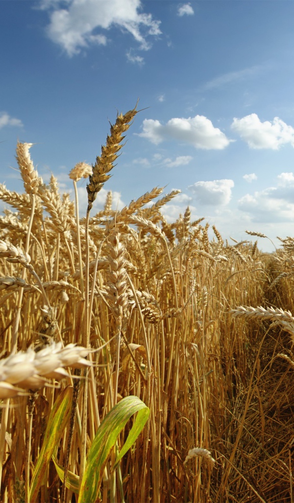 Тропа на пшеничном поле