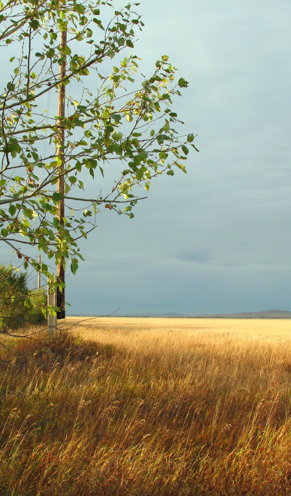 Дерево на краю поля