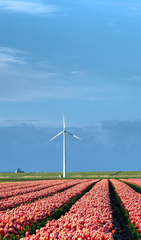 Поле тюльпанов