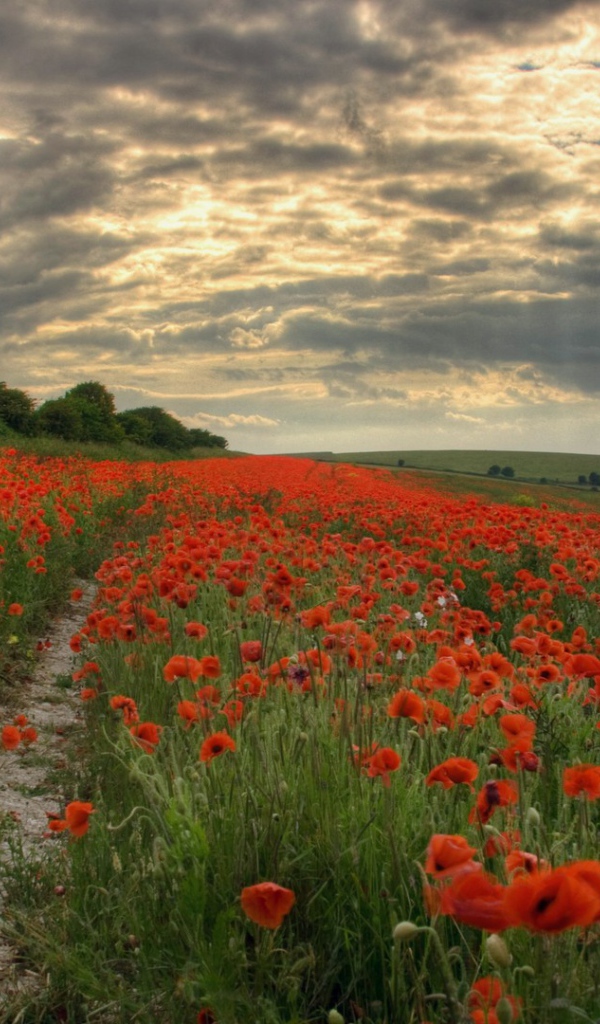 Тропинка через поле мака