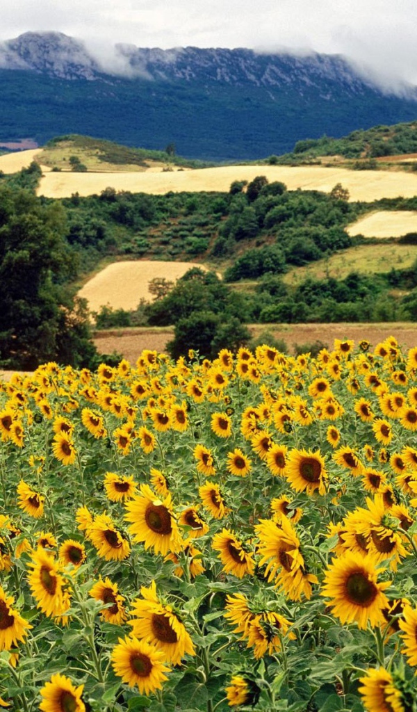 Поле подсолнечника