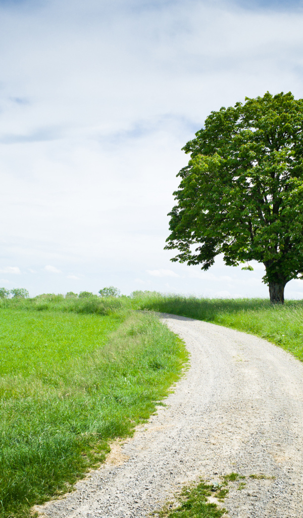 Каштан у дороги