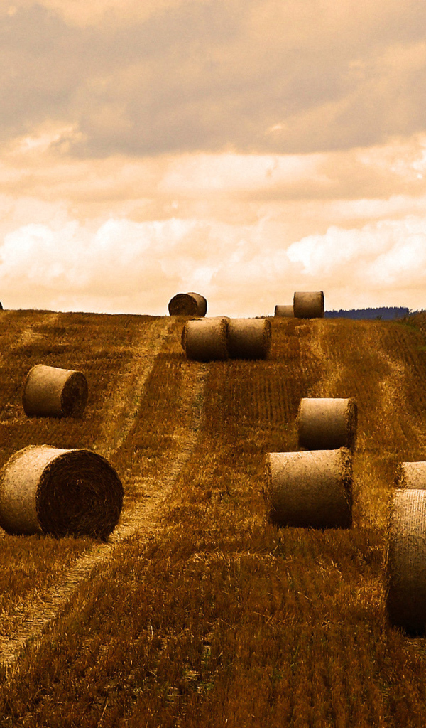 Поле после уборки урожая