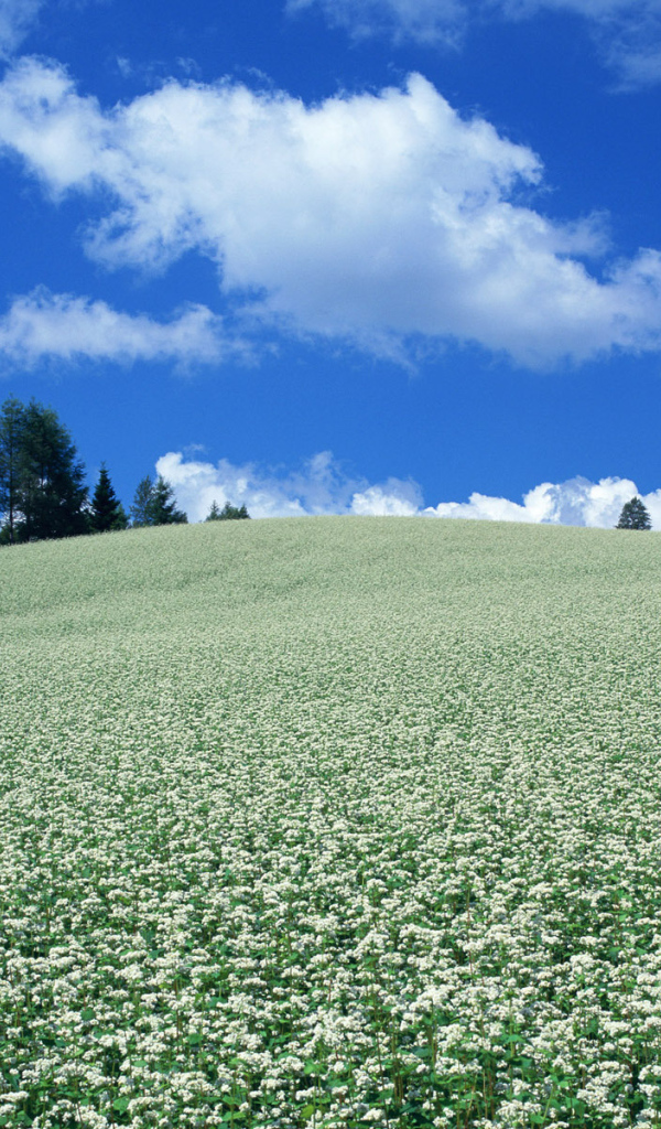 Поле белых цветов