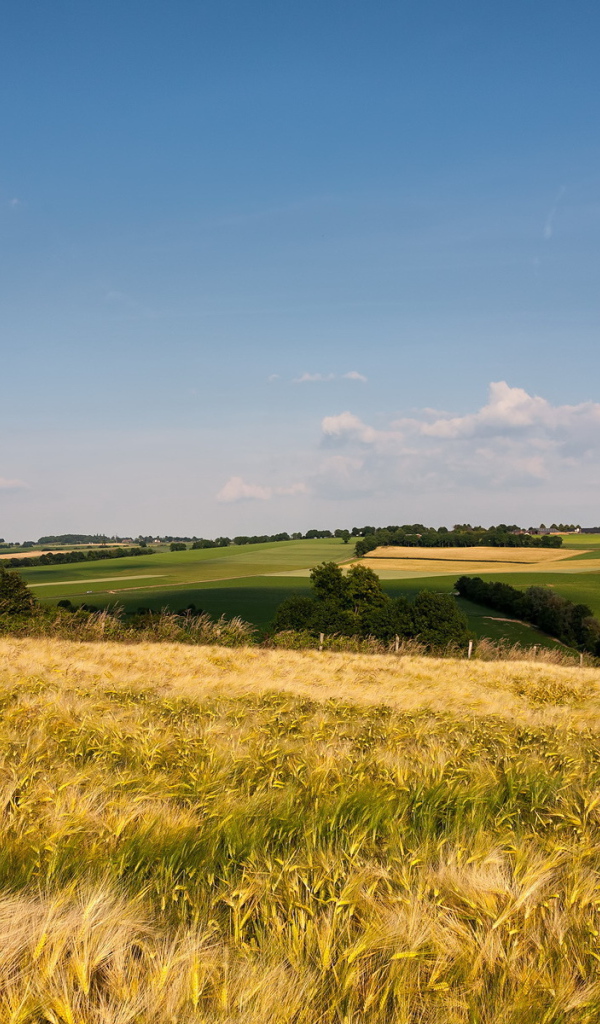 Поле до горизонта