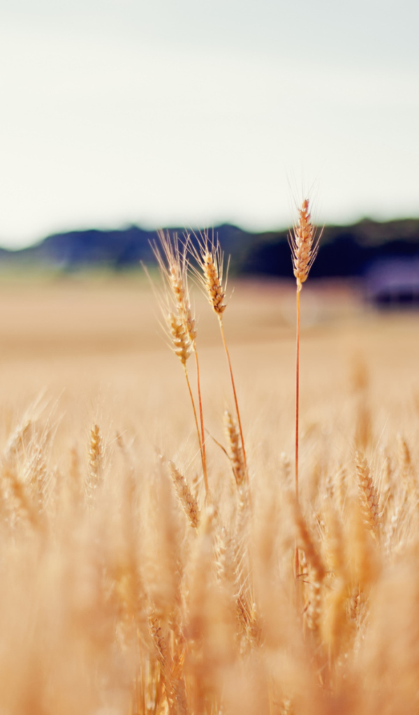 Золотое поле пшеницы