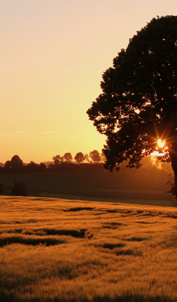 Одинокое дерево на поле