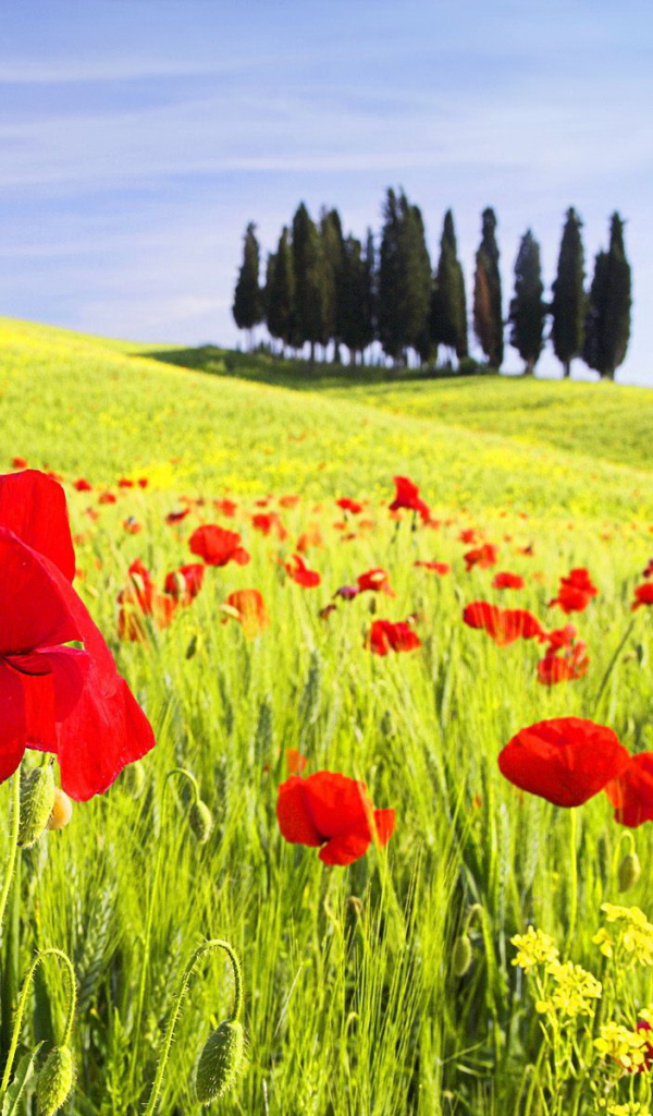 	   Red poppies in the field