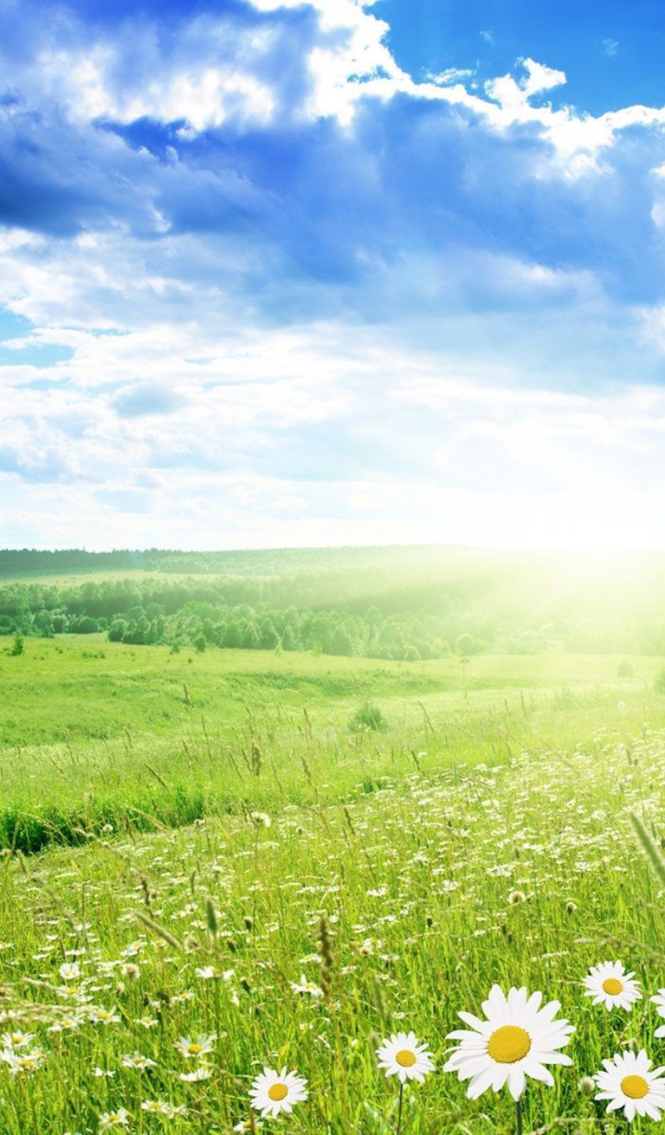 Солнечная поляна из ромашек