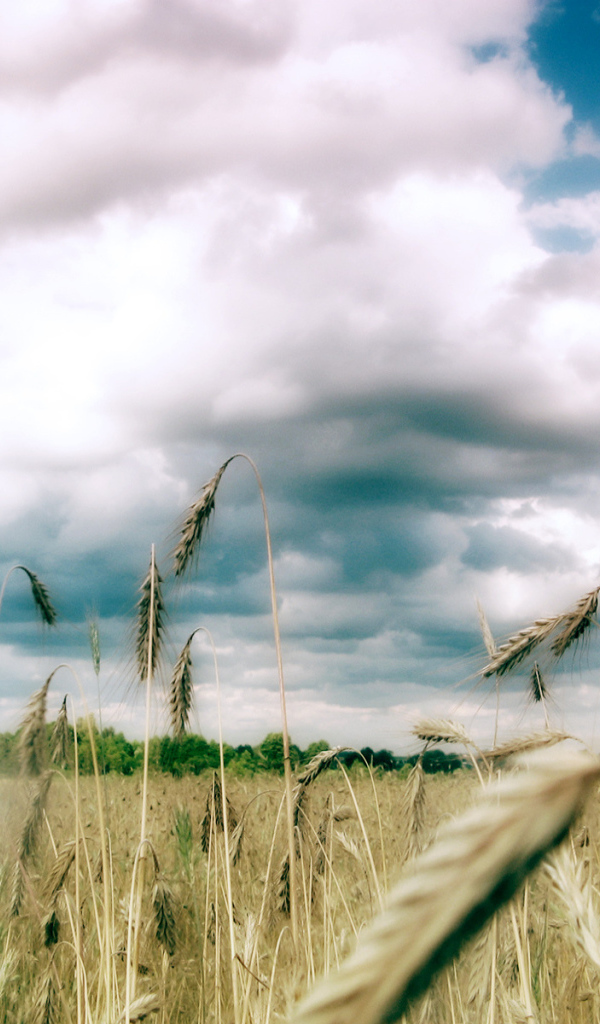 Колоски пшеницы под облаками