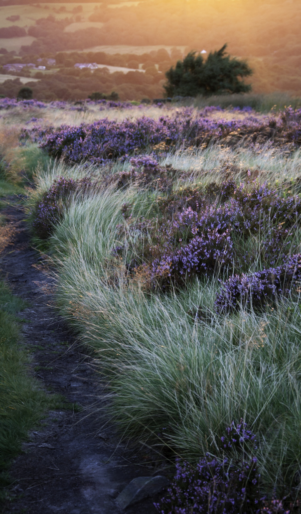 Тропинка через поле