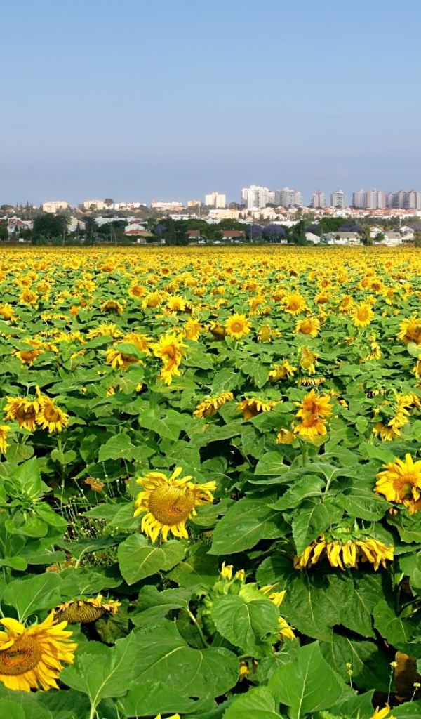 Поле подсолнечника