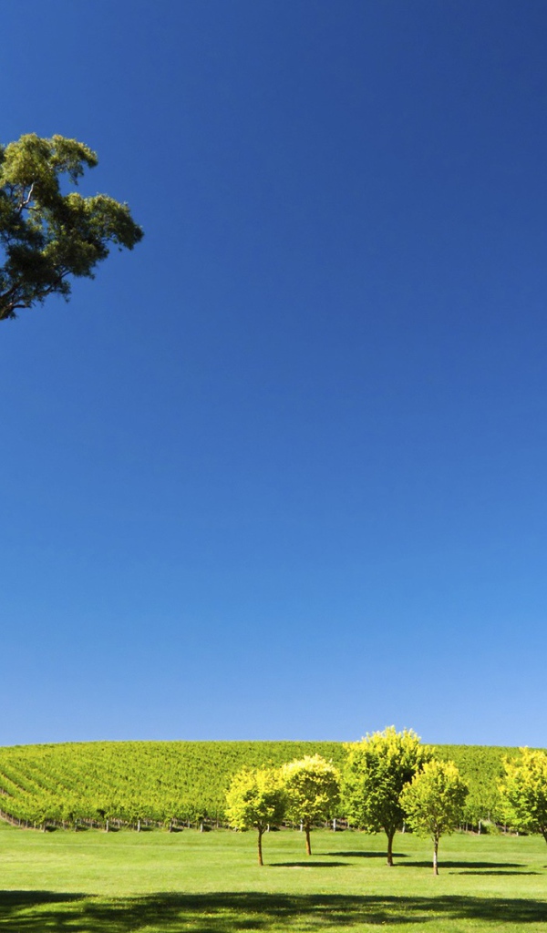 Плантация виноградника