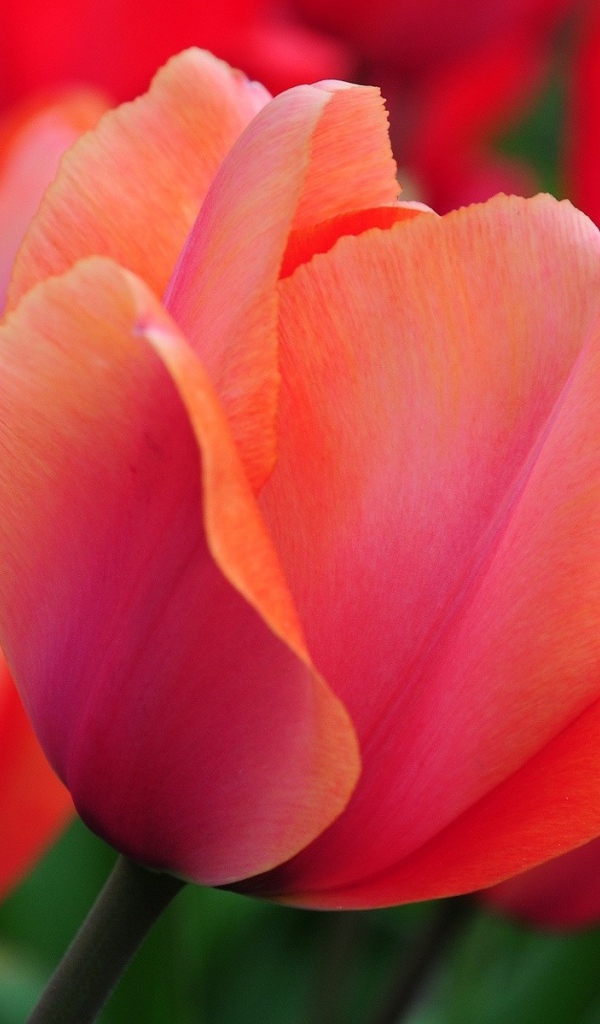 Красивый красный цветок