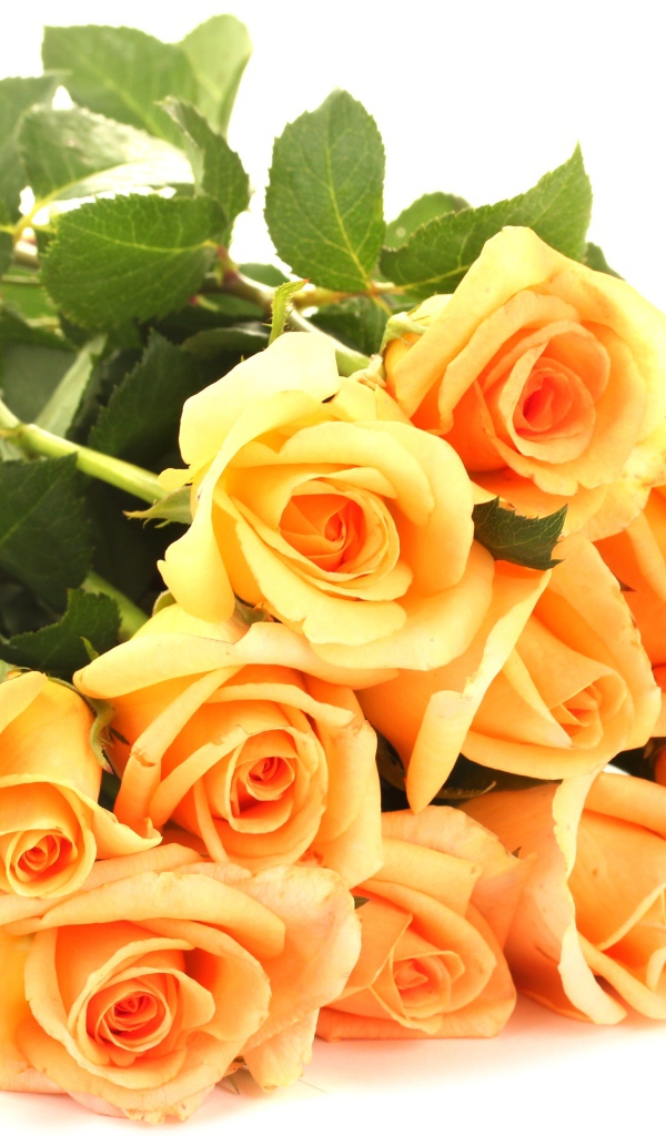 Букет оранжевых роз