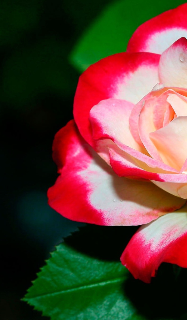 Нежная роза