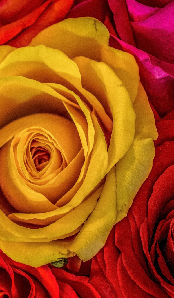 Большое разнообразие роз