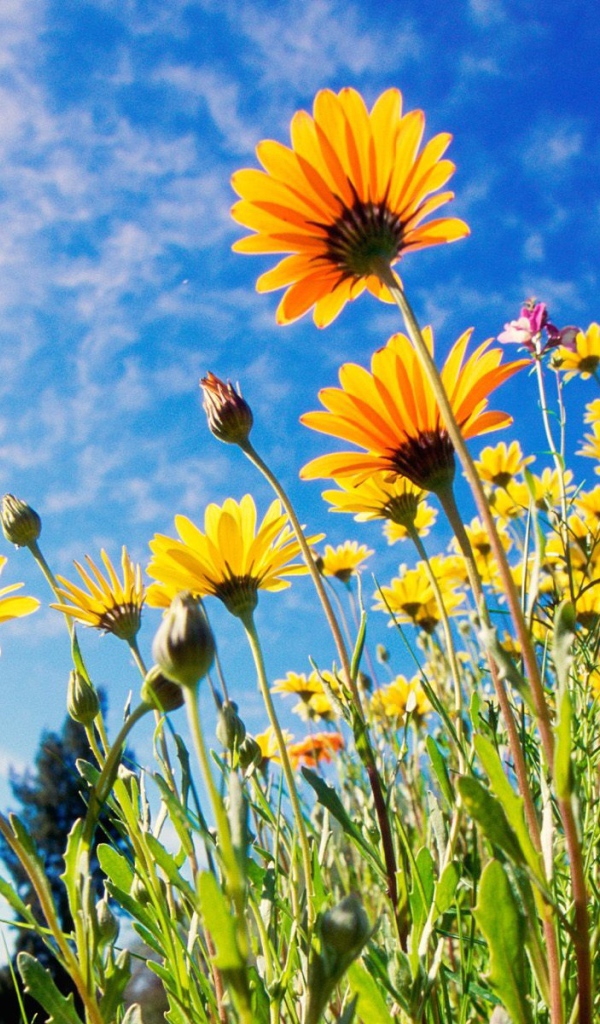 Африканские ромашки