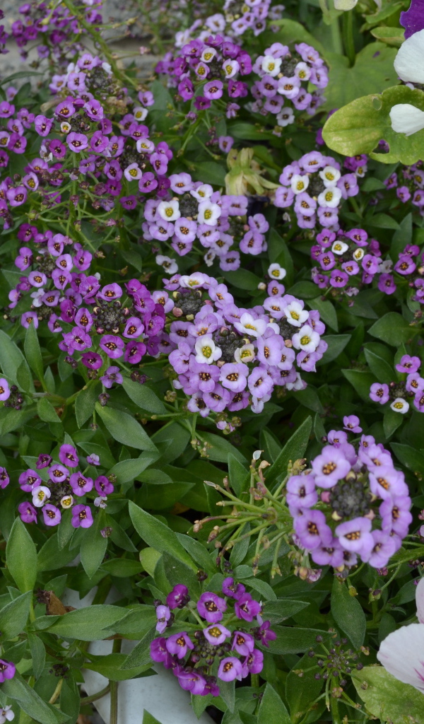 Красивые алиссум в саду