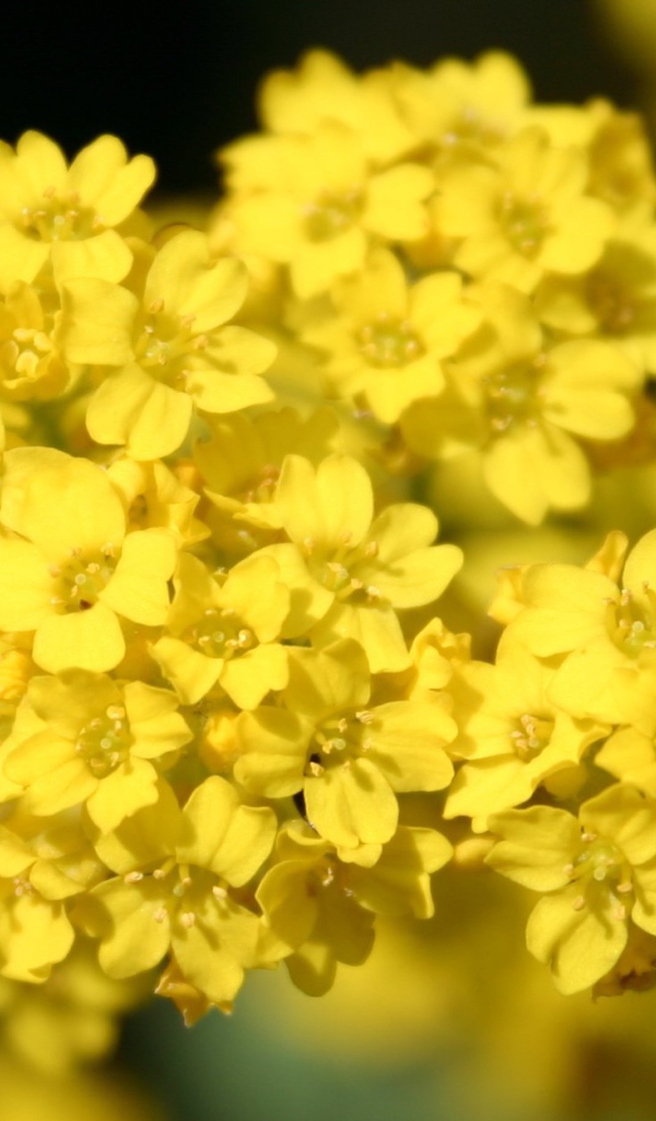 Садовые цветы алиссум на дачном участке