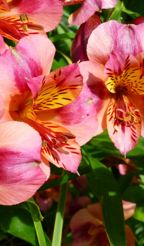 Выращивание цветов альстремерия в саду